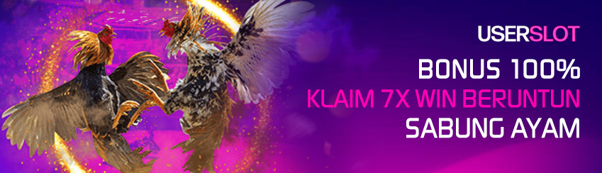 Menang Beruntun Sabung Ayam